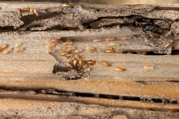 Best Emergency Pest Control  in Chickasaw, AL